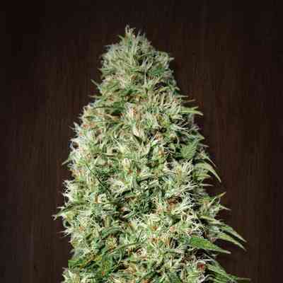 Orient Express > ACE Seeds | Feminized Marijuana   |  Sativa